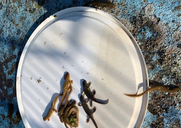 Benelux’s Environmental Division proves crucial to APS-2 mission