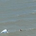 U.S. Coast Guard aircrew rescue man from capsized sailing vessel