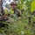 Two soldiers in camouflage uniforms and helmets are positioned low in dense vegetation, appearing to conduct a field training exercise. The forward soldier is aiming a rifle equipped with a bipod through the undergrowth, while the second soldier behind him observes with a visible smile. The setting is a wooded, overgrown area with lush green foliage.