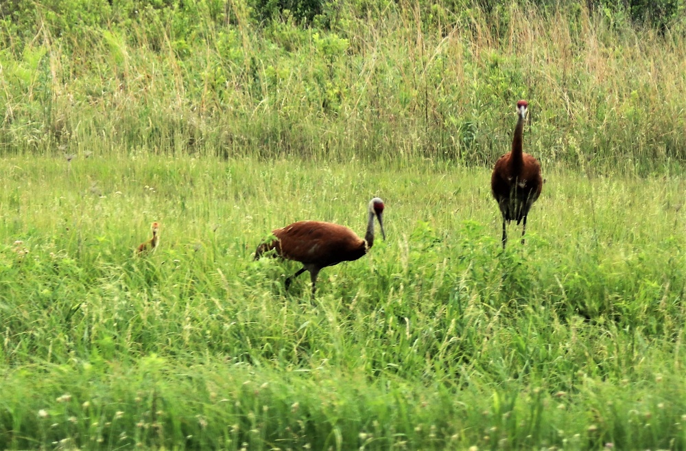Fort McCoy Wildlife — Sandhill Cranes