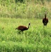 Fort McCoy Wildlife — Sandhill Cranes