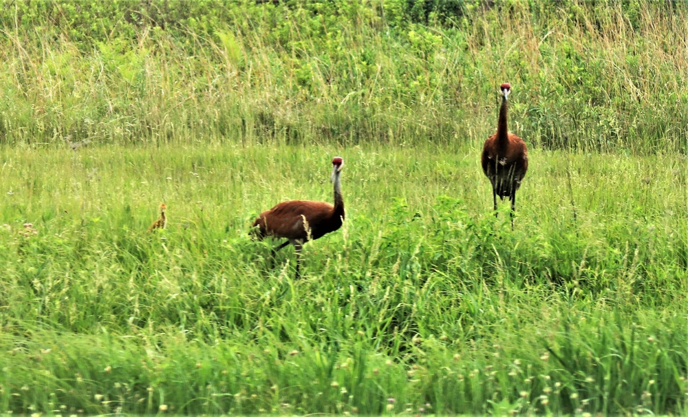 Fort McCoy Wildlife — Sandhill Cranes