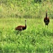 Fort McCoy Wildlife — Sandhill Cranes