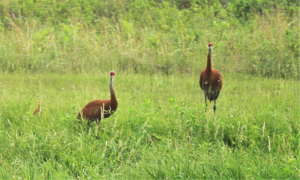 Fort McCoy Wildlife — Sandhill Cranes