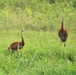 Fort McCoy Wildlife — Sandhill Cranes