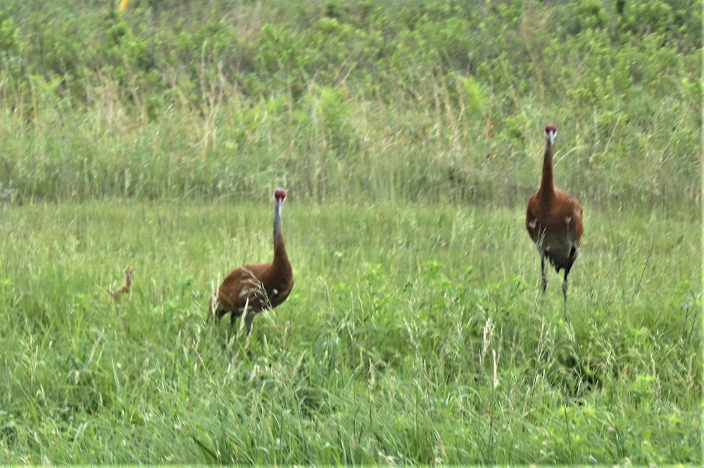 Fort McCoy Wildlife — Sandhill Cranes