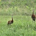 Fort McCoy Wildlife — Sandhill Cranes