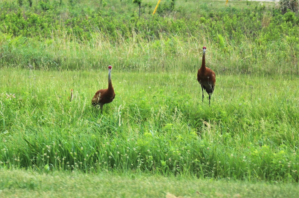 Fort McCoy Wildlife — Sandhill Cranes