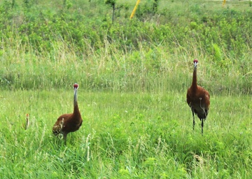 Photo Essay: Fort McCoy Wildlife — Sandhill Cranes