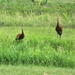 Fort McCoy Wildlife — Sandhill Cranes