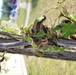 Fort Drum Natural Resources team tracks gypsy moth infestation on post