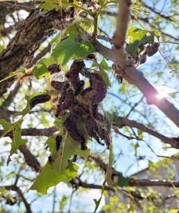 Fort Drum Natural Resources team tracks gypsy moth outbreak on post