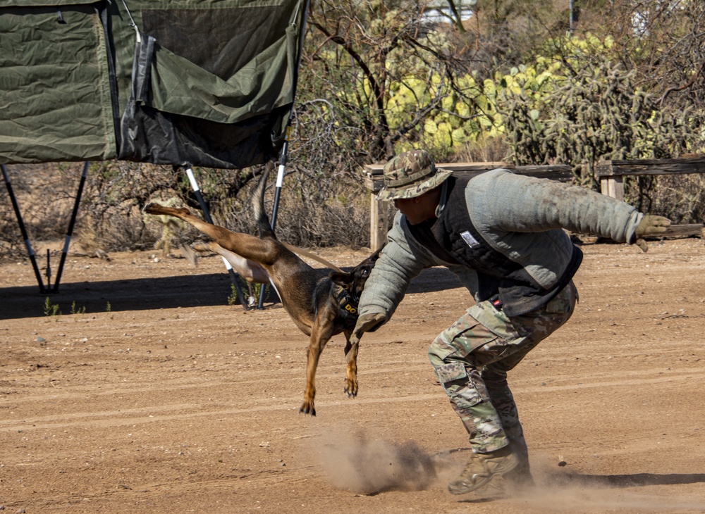 Military Working Dogs Demonstration