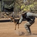 Military Working Dogs Demonstration