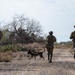 Military Working Dogs Demonstration