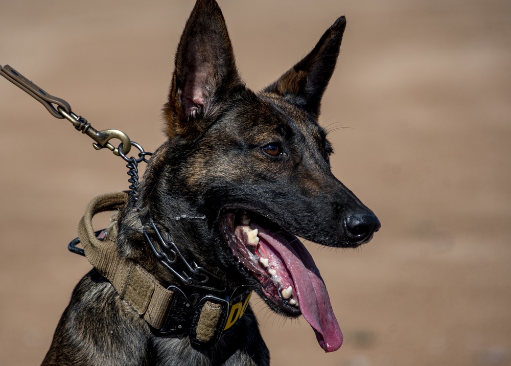 Military Working Dogs Demonstration