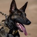 Military Working Dogs Demonstration