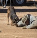 Military Working Dogs Demonstration