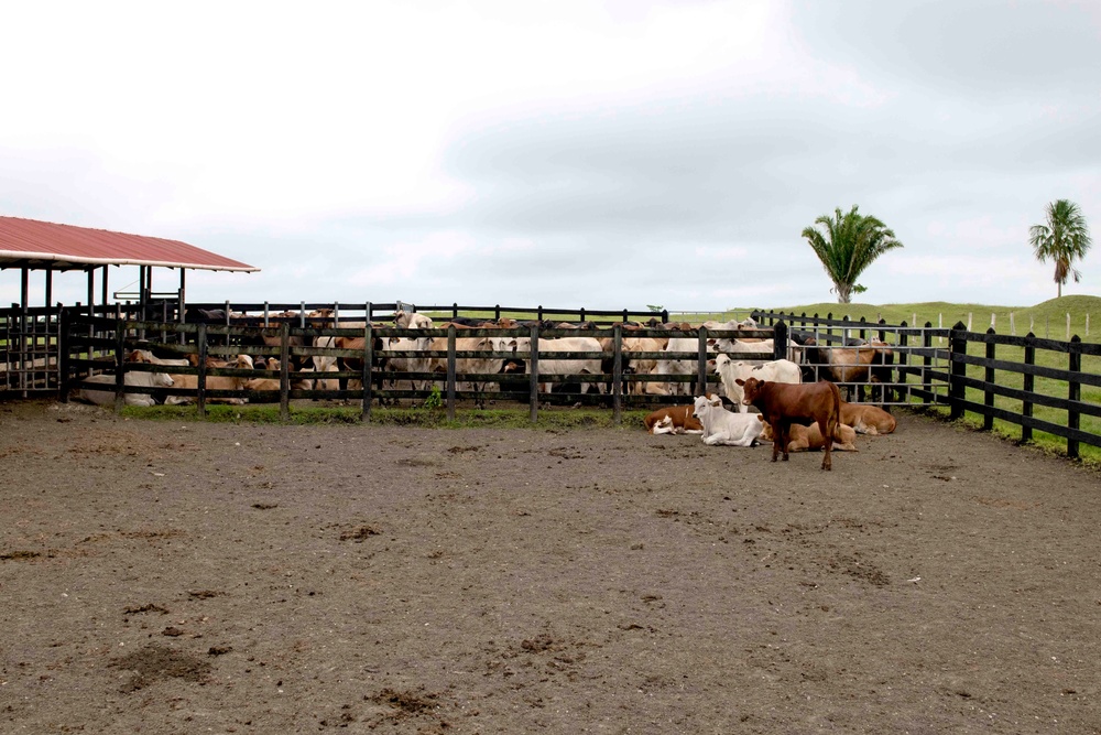 RS-21 vet team vaccinates cattle