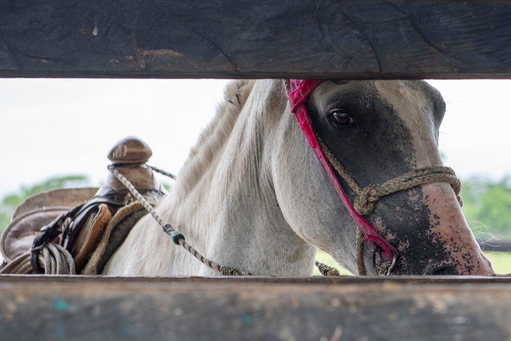 RS-21 vet team vaccinates cattle