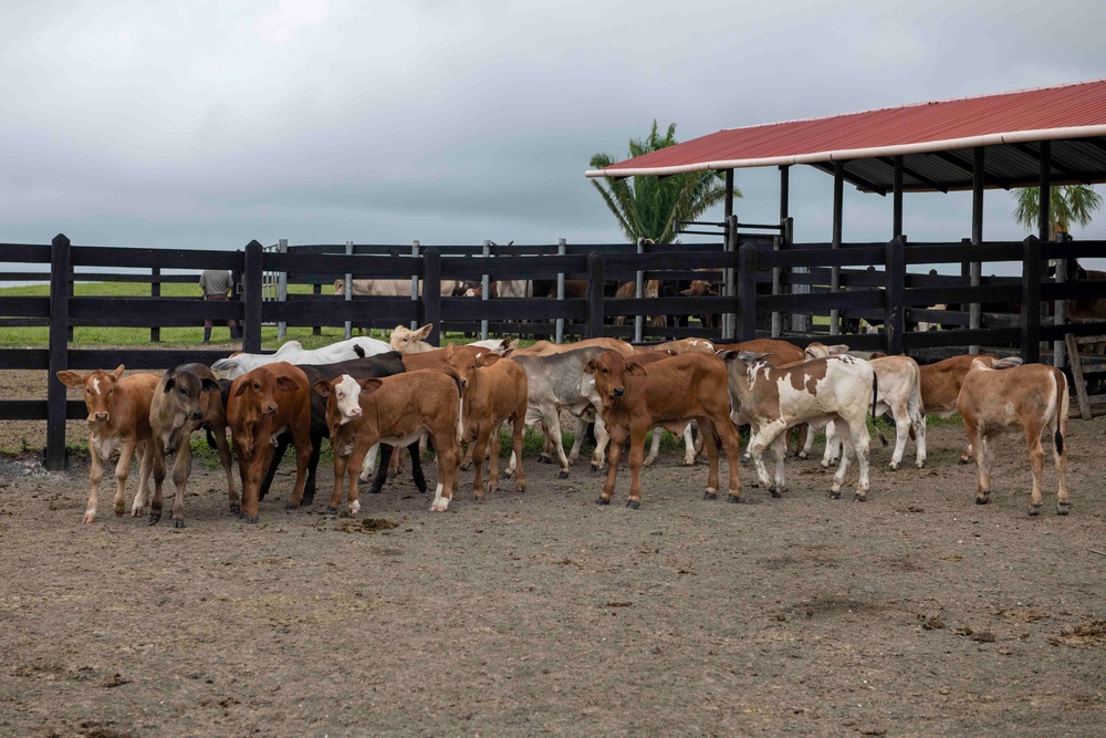 RS-21 vet team vaccinates cattle