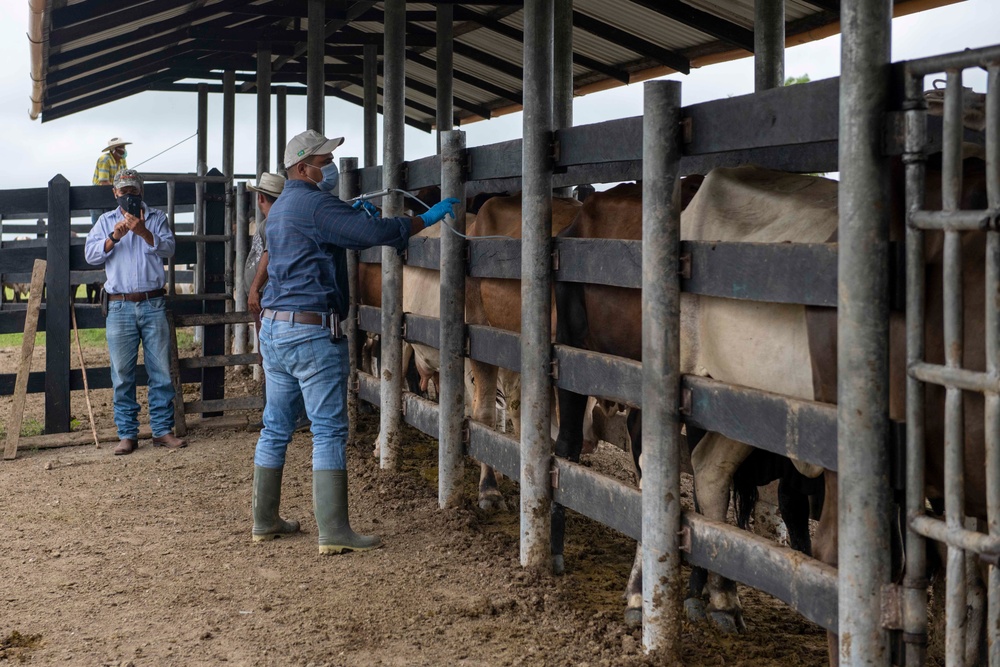 RS-21 vet team vaccinates cattle