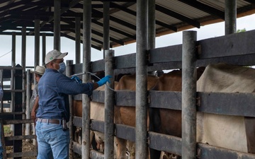 RS-21 vet team vaccinates cattle