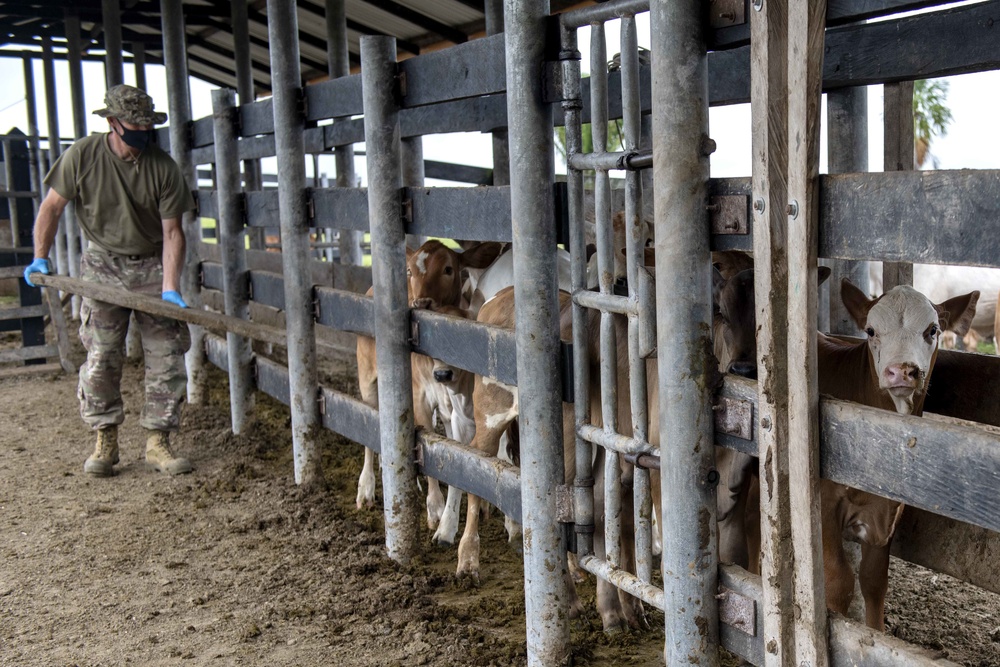 RS-21 vet team vaccinates cattle