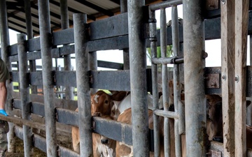 RS-21 vet team vaccinates cattle