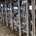 RS-21 vet team vaccinates cattle