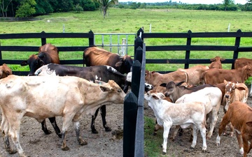 RS-21 vet team vaccinates cattle