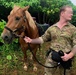 1st SFG (A) Green Berets train horsemanship in Japan