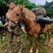 1st SFG (A) Green Berets train horsemanship in Japan