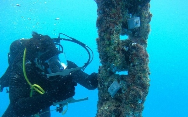 A scuba diver in a black wetsuit is closely examining or working on a heavily encrusted underwater structure, likely a piling or mooring post covered in marine growth including algae and barnacles. The diver appears to be holding a writing slate or measuring tool and is conducting what appears to be an inspection or scientific survey. The image was taken in clear, blue tropical or subtropical waters.
