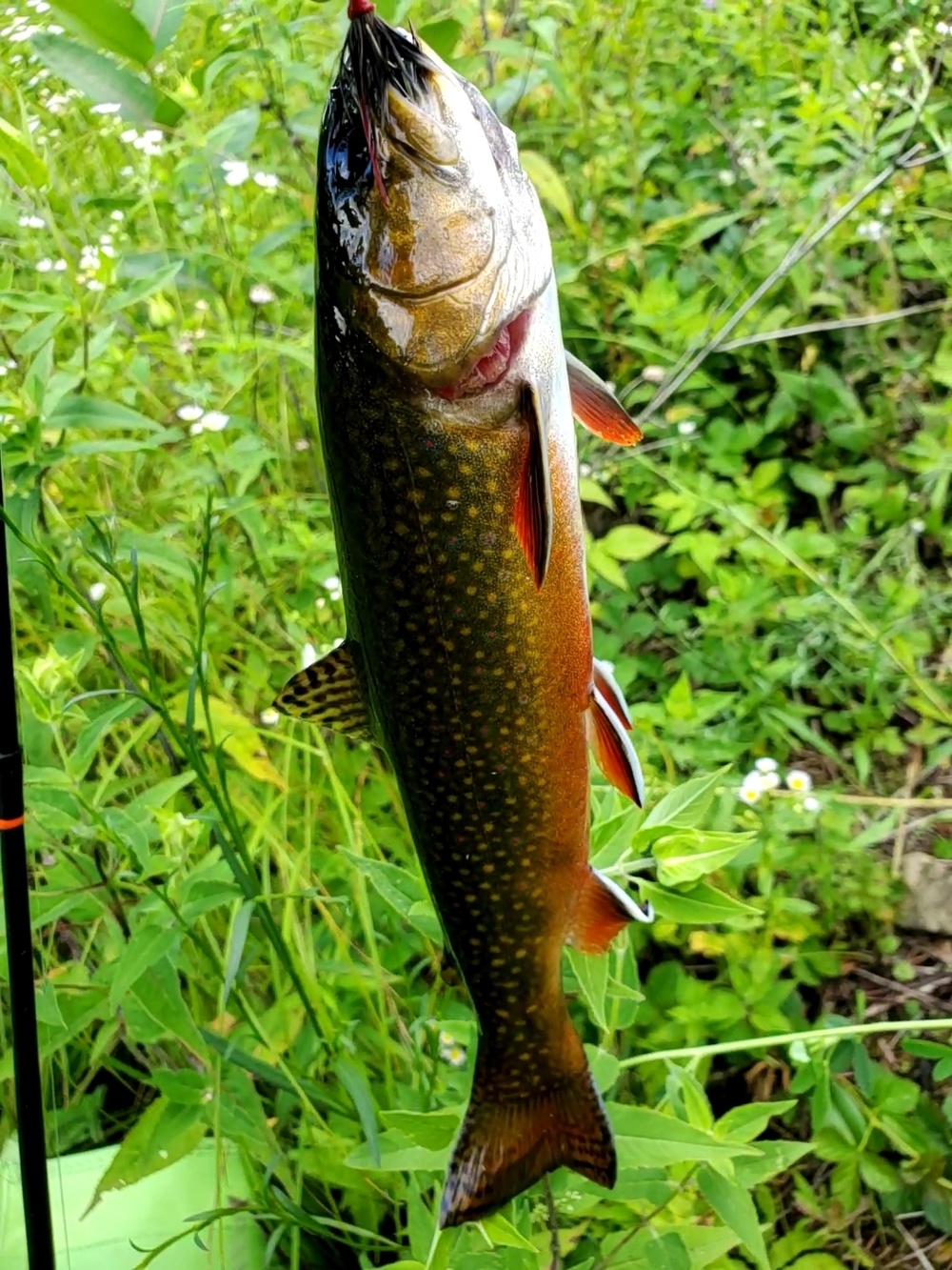 Trout of Fort McCoy waterways