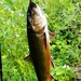Trout of Fort McCoy waterways