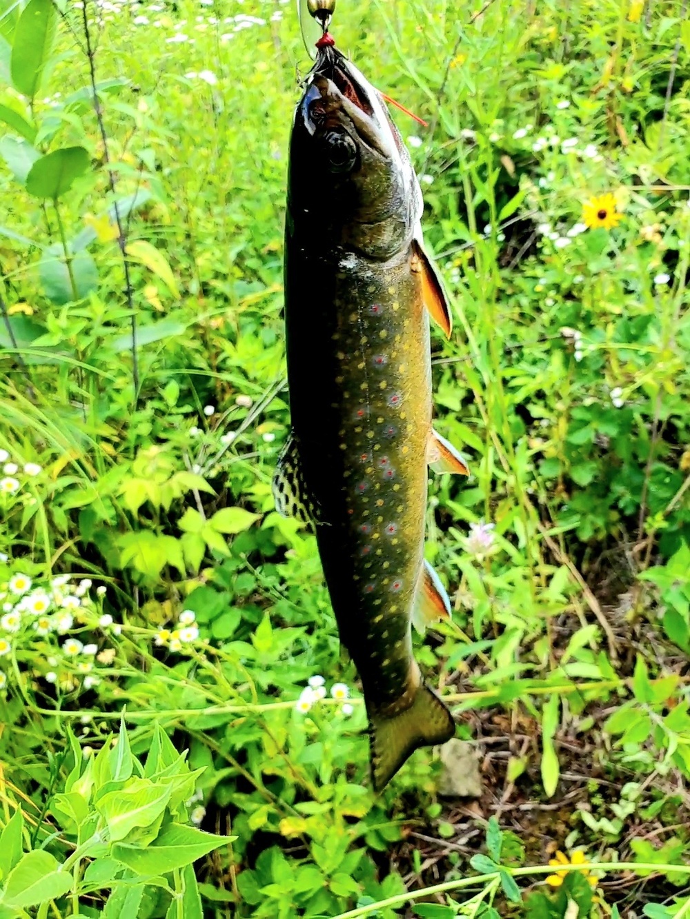 Trout of Fort McCoy waterways