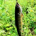 Trout of Fort McCoy waterways