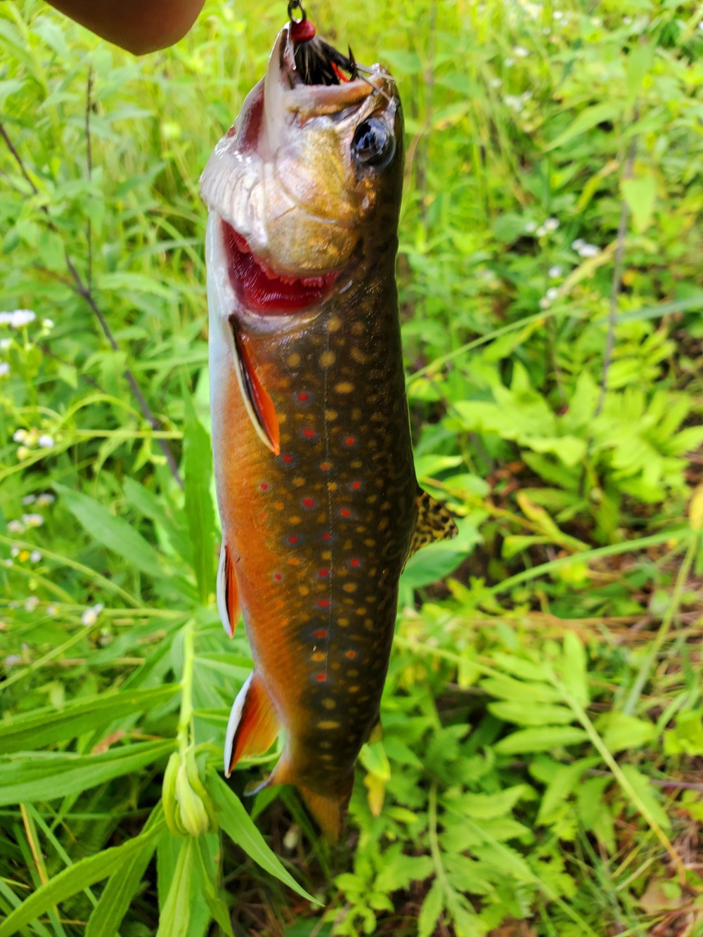 Trout of Fort McCoy waterways
