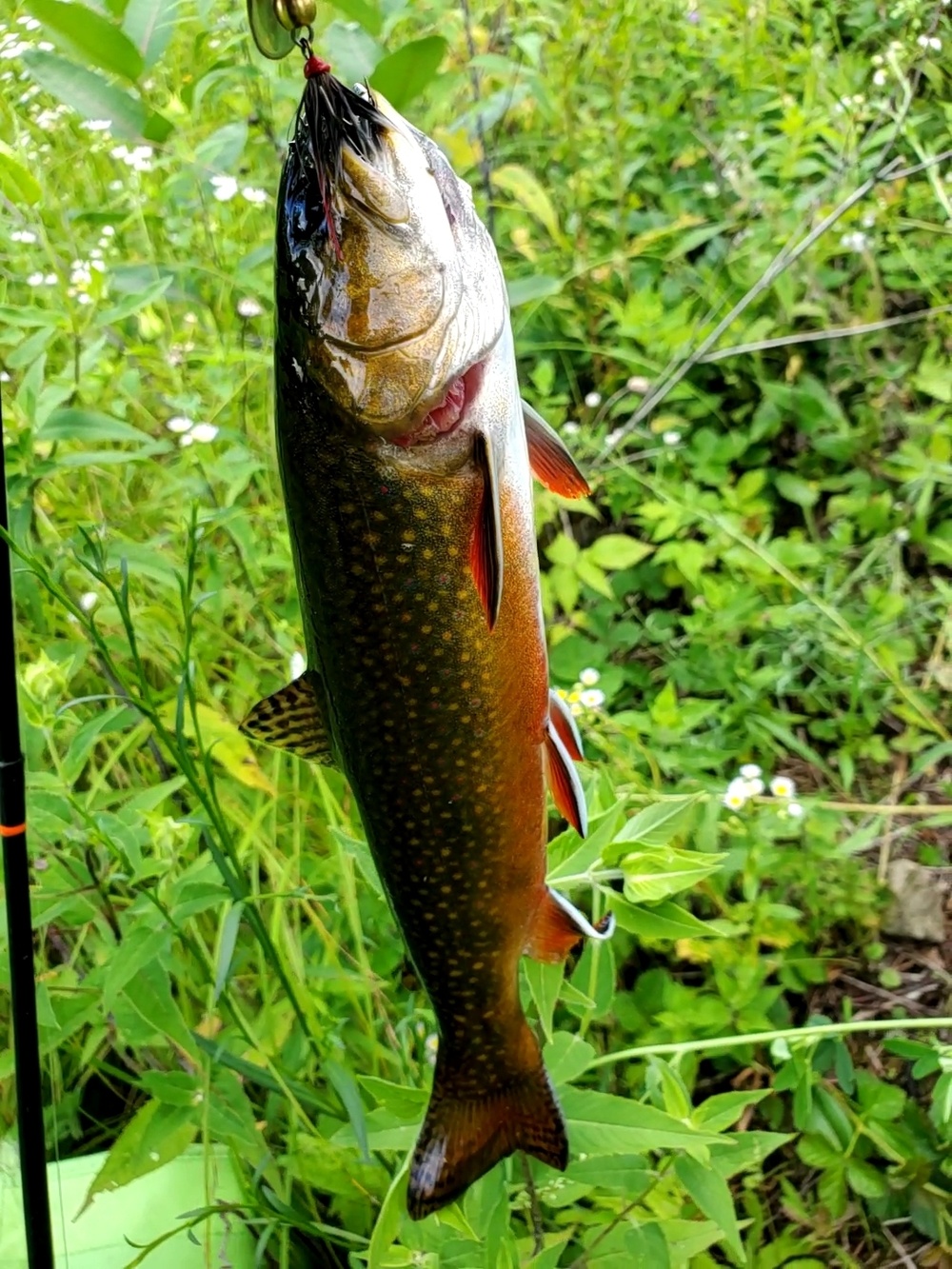 Trout of Fort McCoy waterways