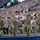 Four military personnel in U.S. Army OCP (Operational Camouflage Pattern) uniforms are seated on a stage or platform at what appears to be a large outdoor stadium event. They are smiling and appear to be honored guests at a patriotic ceremony, likely a Fourth of July or military appreciation event. A massive crowd fills the stadium stands behind them.
