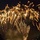 Wiesbaden community celebrates July 4 with a fest