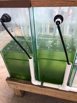 ERDC partners with Ohio universities to develop solutions for harmful algal bloom problem