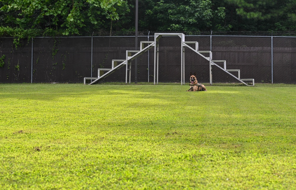 Working like a dog: MWD Maya serves our nation