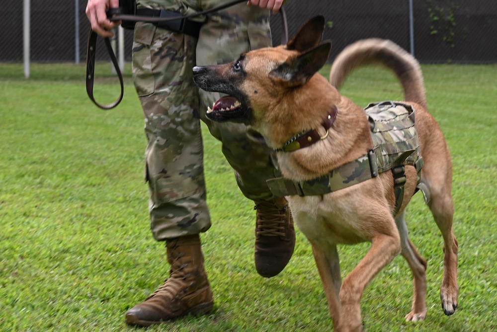 Working like a dog: MWD Maya serves our nation