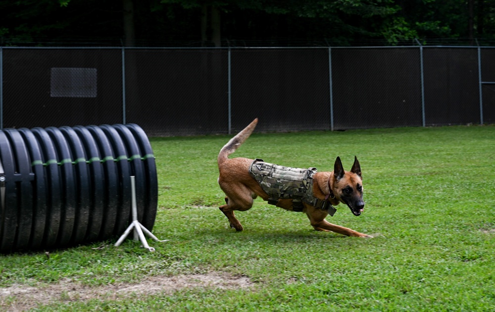 Working like a dog: MWD Maya serves our nation