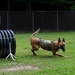 Working like a dog: MWD Maya serves our nation