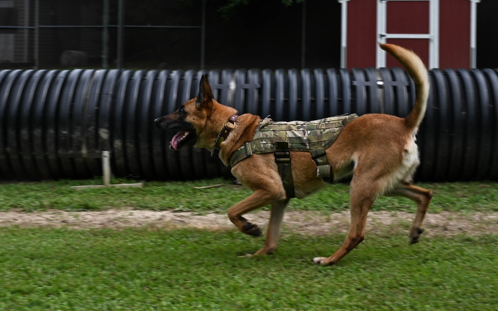 Working like a dog: MWD Maya serves our nation