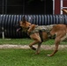 Working like a dog: MWD Maya serves our nation