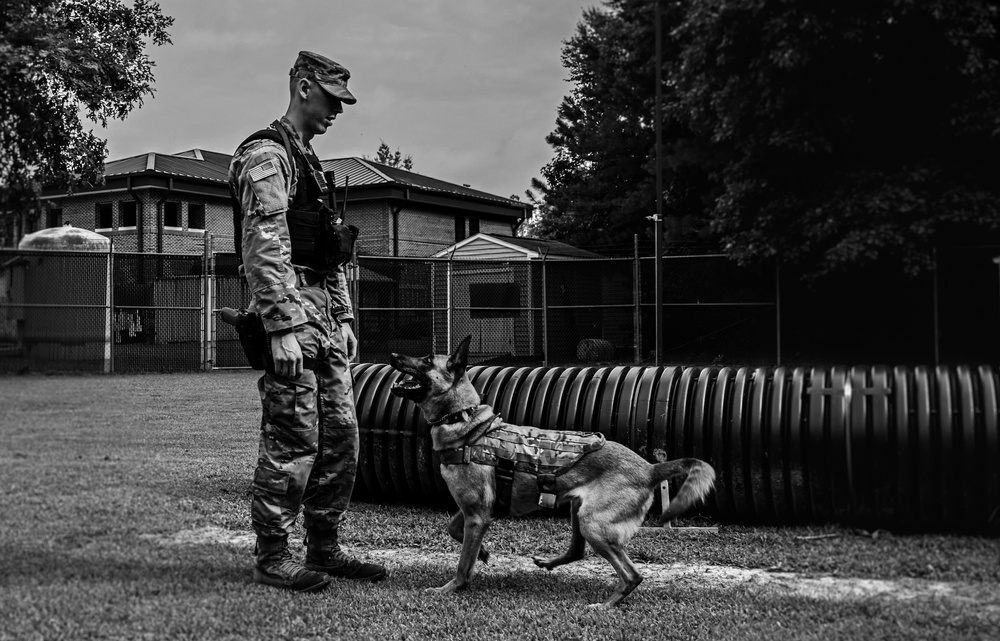 Working like a dog: MWD Maya serves our nation